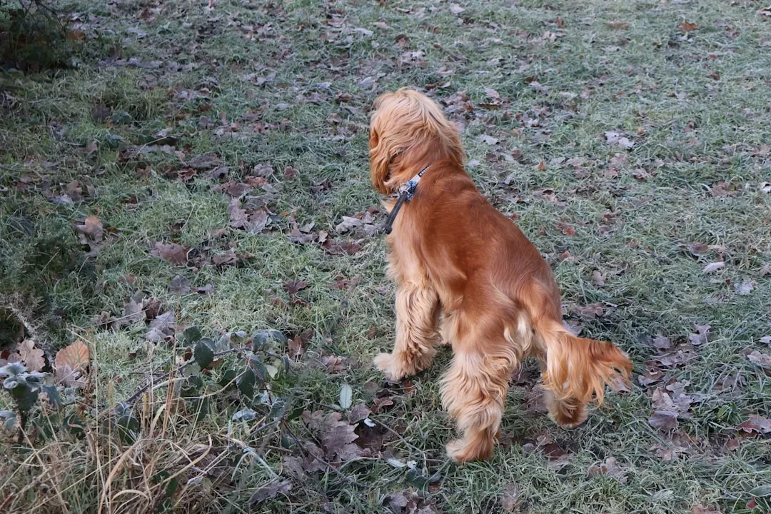 Behavior Clues: What Your Dog Is Telling You After a Walk (Image Credits: Unsplash)