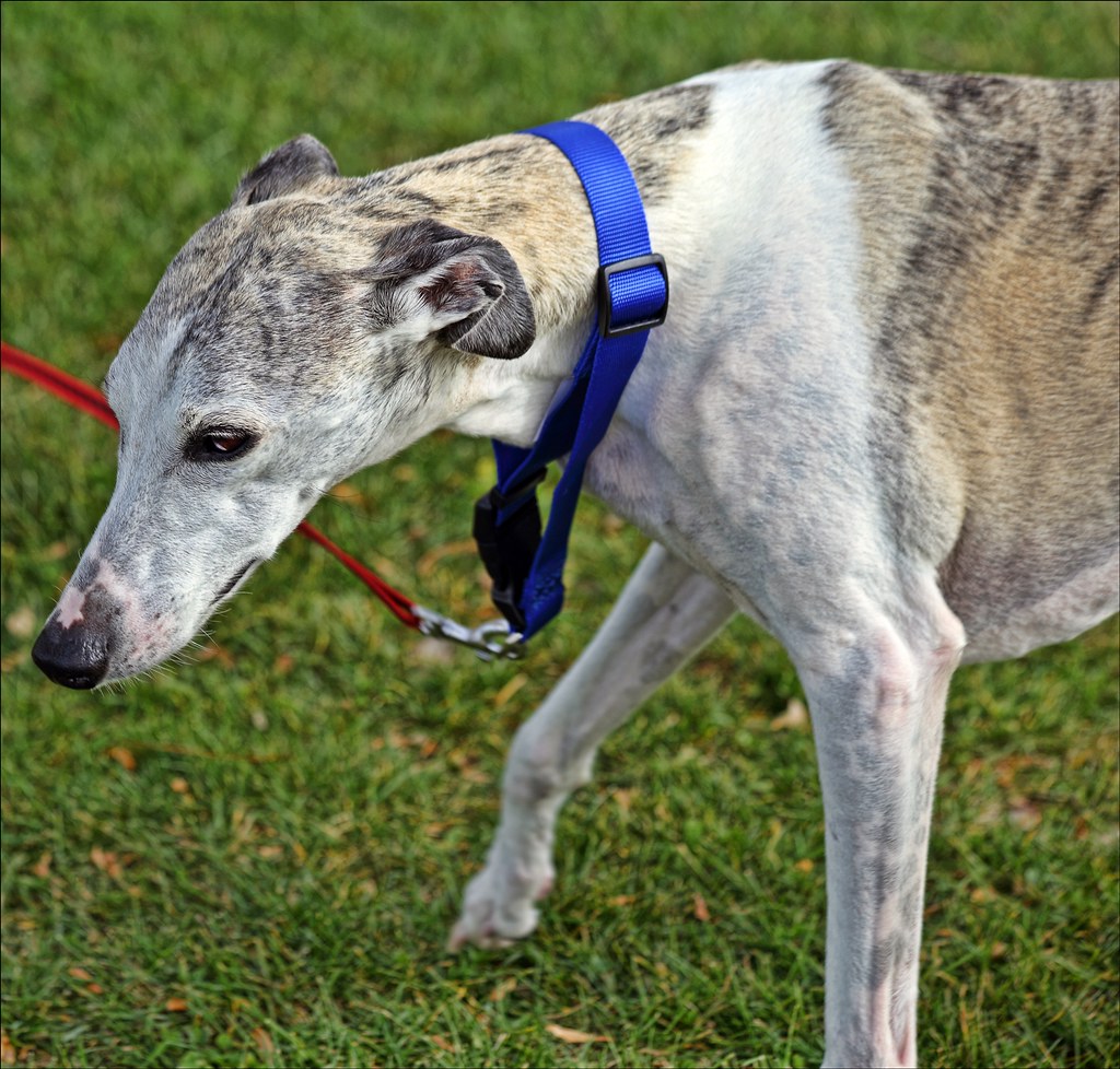 5. Whippet - The Gentle Independent (Image Credits: Flickr)
