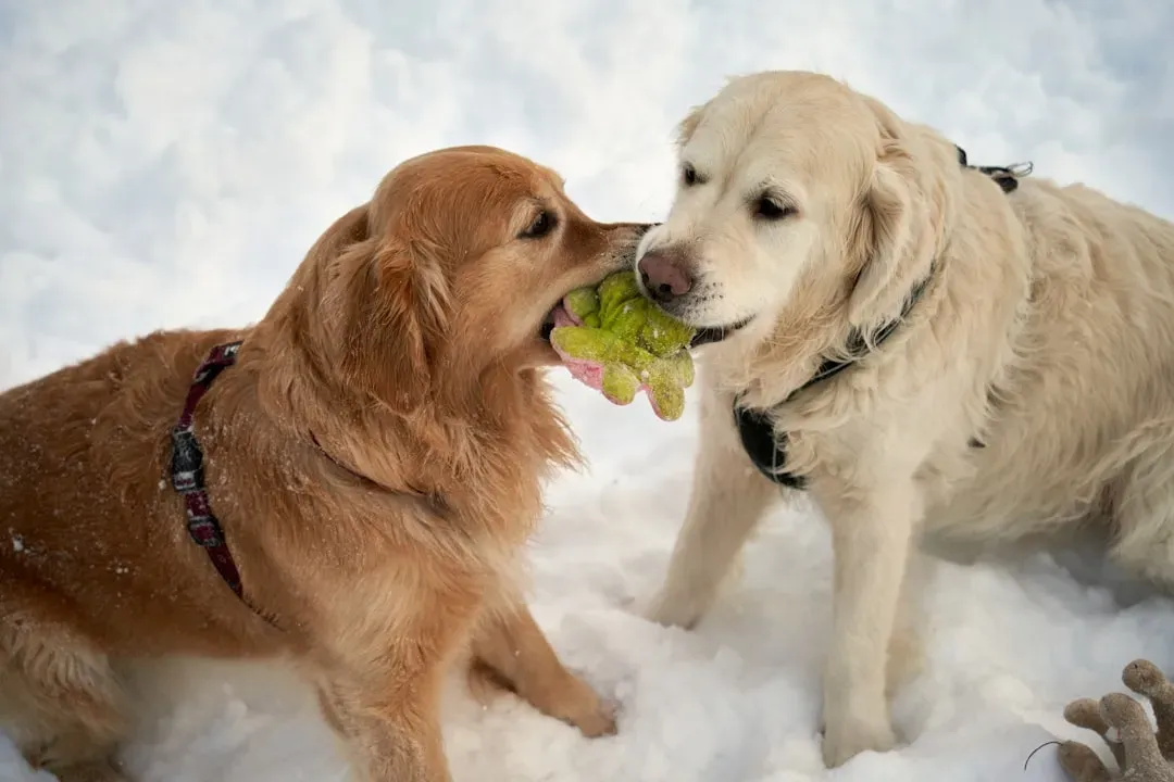 4. Lifting Your Dog by the Tug Toy (Image Credits: Unsplash)