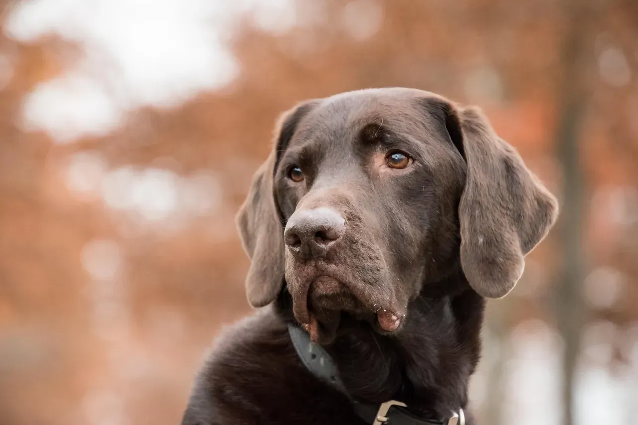 The Labrador Retriever: The Legend of the Empty Bowl (Image Credits: Pixabay)