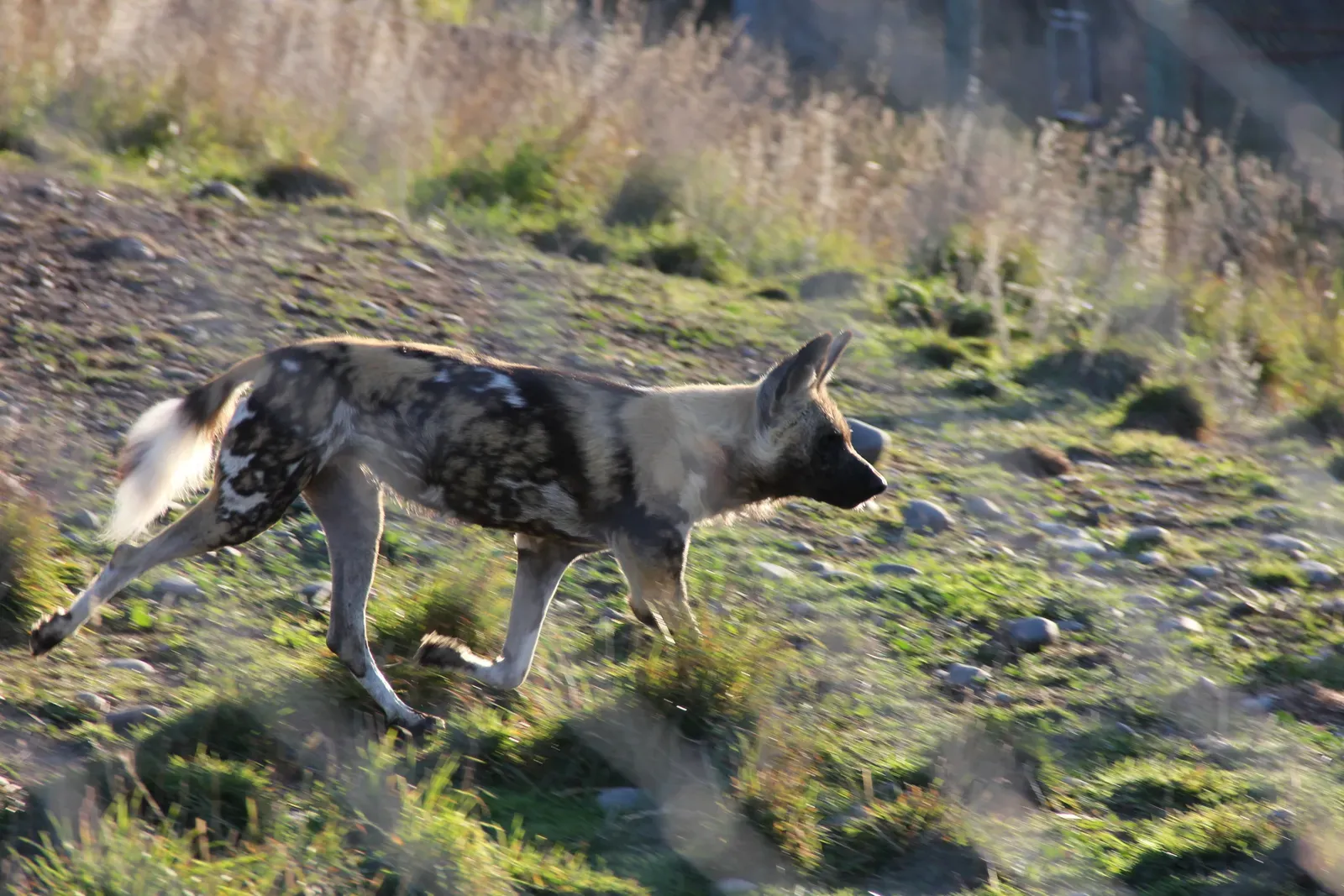 Built to Run: Endurance That Outlasts Their Prey (African wild dog, CC BY 2.0)