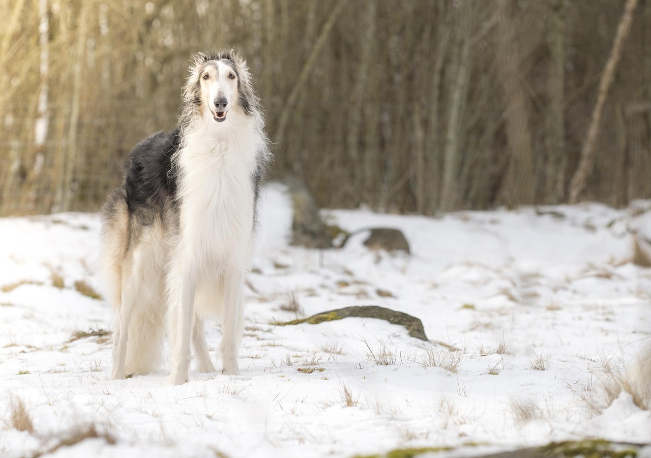 Aquarius: The Unique Visionary's Independent Spirit (Borzoi) (Image Credits: Pixabay)