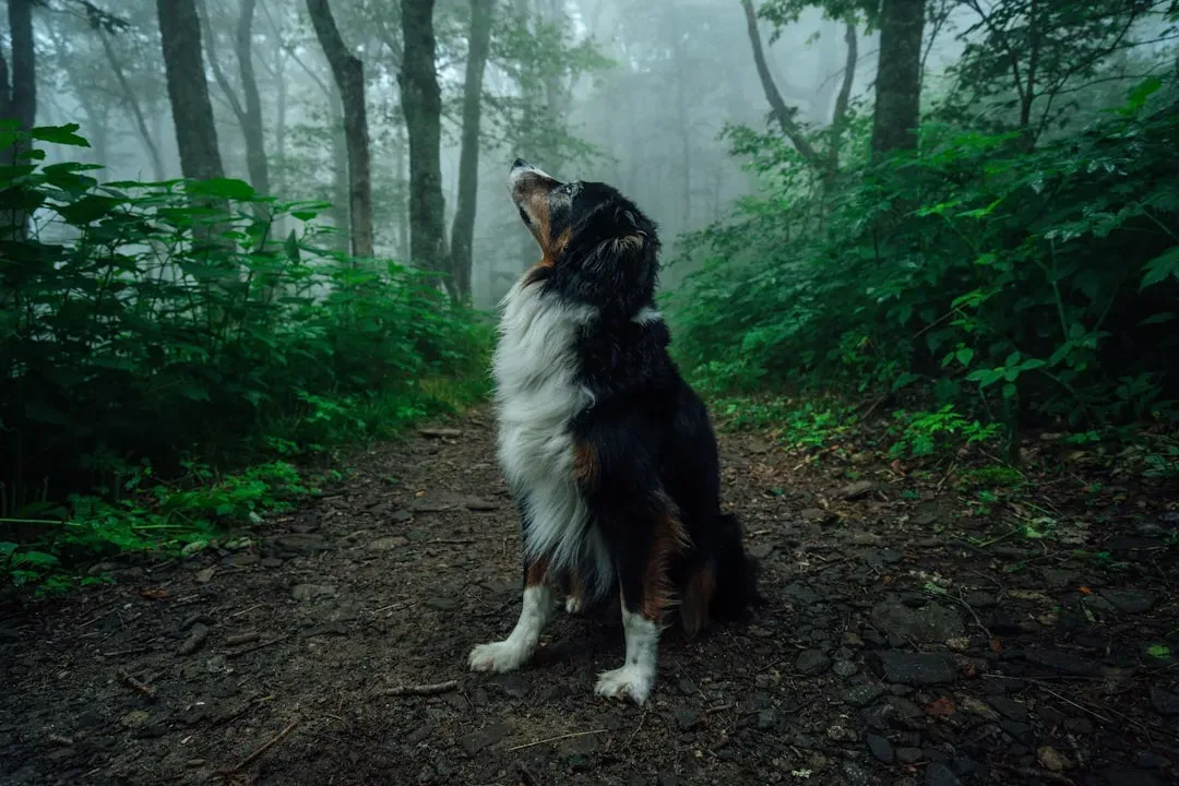 Asheville, North Carolina: Mountain Trails and a Welcoming Dog Culture (Image Credits: Unsplash)