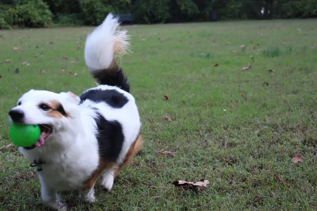 When Zoomies Signal Something More (Image Credits: Flickr)