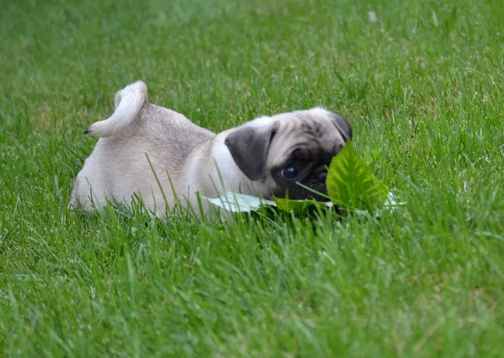 Conclusion: Life Is Simply Better With a Dog Who Makes You Laugh (DaPuglet, Flickr, CC BY-SA 2.0)