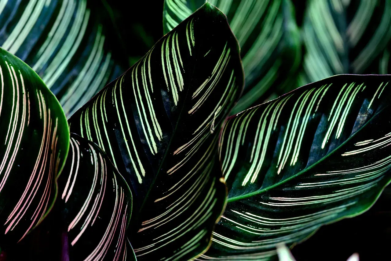 Safe Alternative 6: Calathea (Prayer Plant) &ndash; Stunning Patterns, Zero Toxicity (Image Credits: Pixabay)