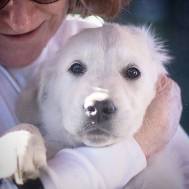 The Science Behind Canine Stress Signals (Image Credits: Flickr)