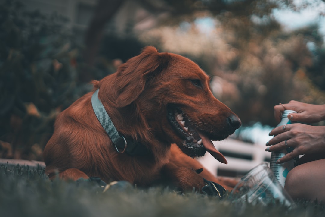 Scorpio Moon: The Rottweiler (Image Credits: Unsplash)