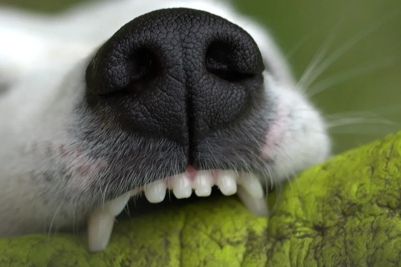 #2 - A Lifetime of Chewing Habits (And Whether You've Been Giving the Wrong Toys) (Image Credits: Pixabay)