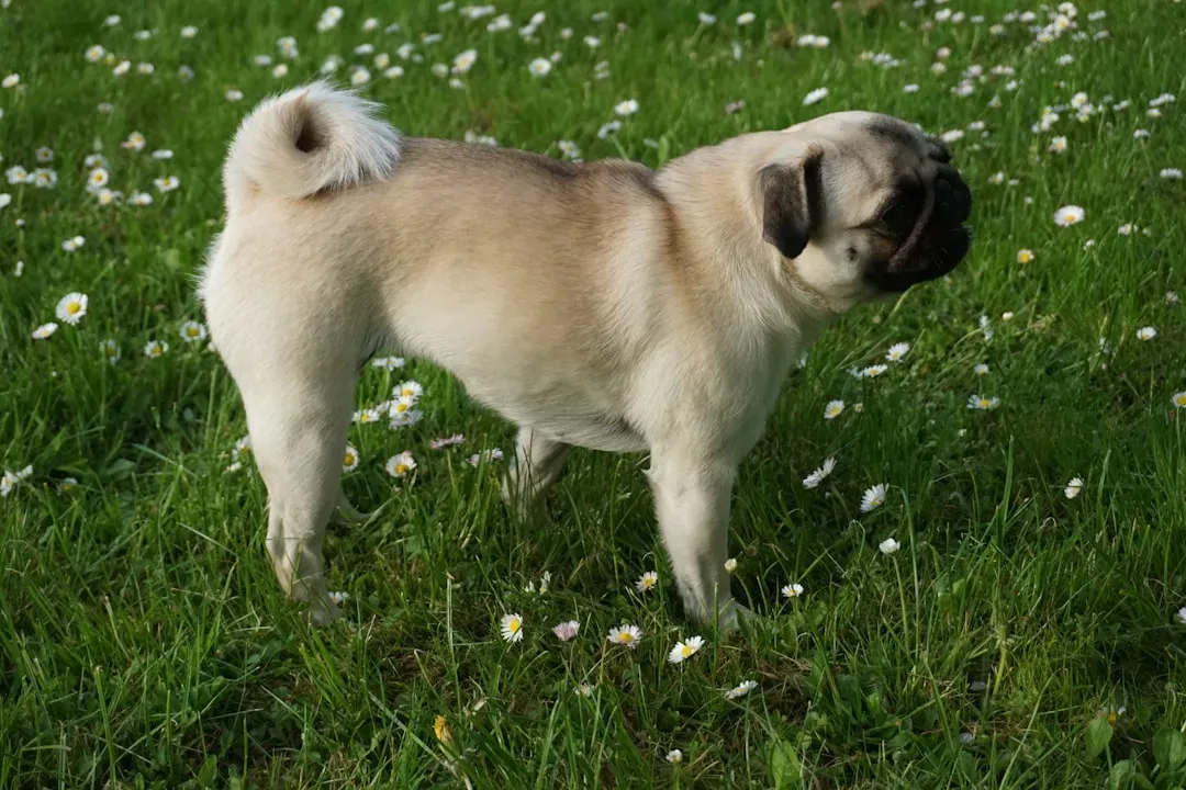 1. Their Tail Curls High and Wags with Purpose (Image Credits: Unsplash)
