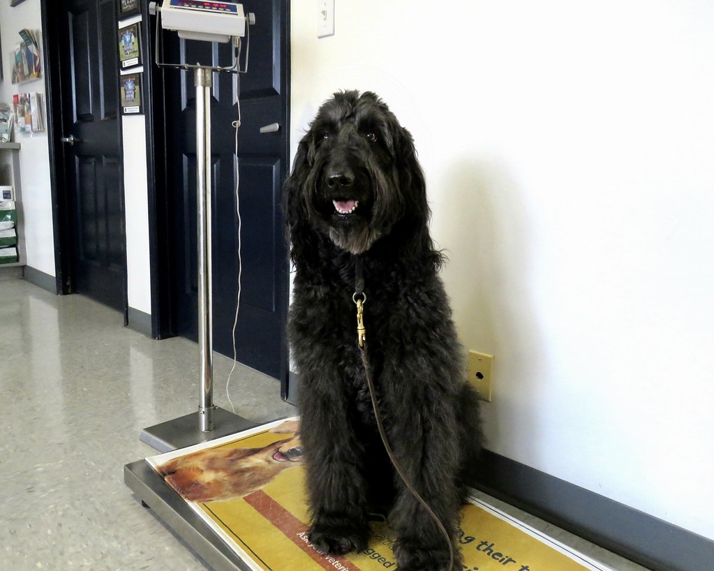 Xylitol - The Silent Sugar Substitute Assassin (Image Credits: Flickr)