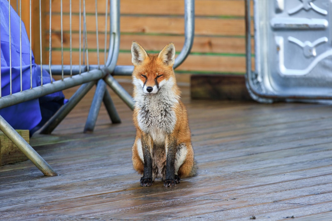 Legal Reality: Where You Can Actually Own a Fox (Image Credits: Unsplash)