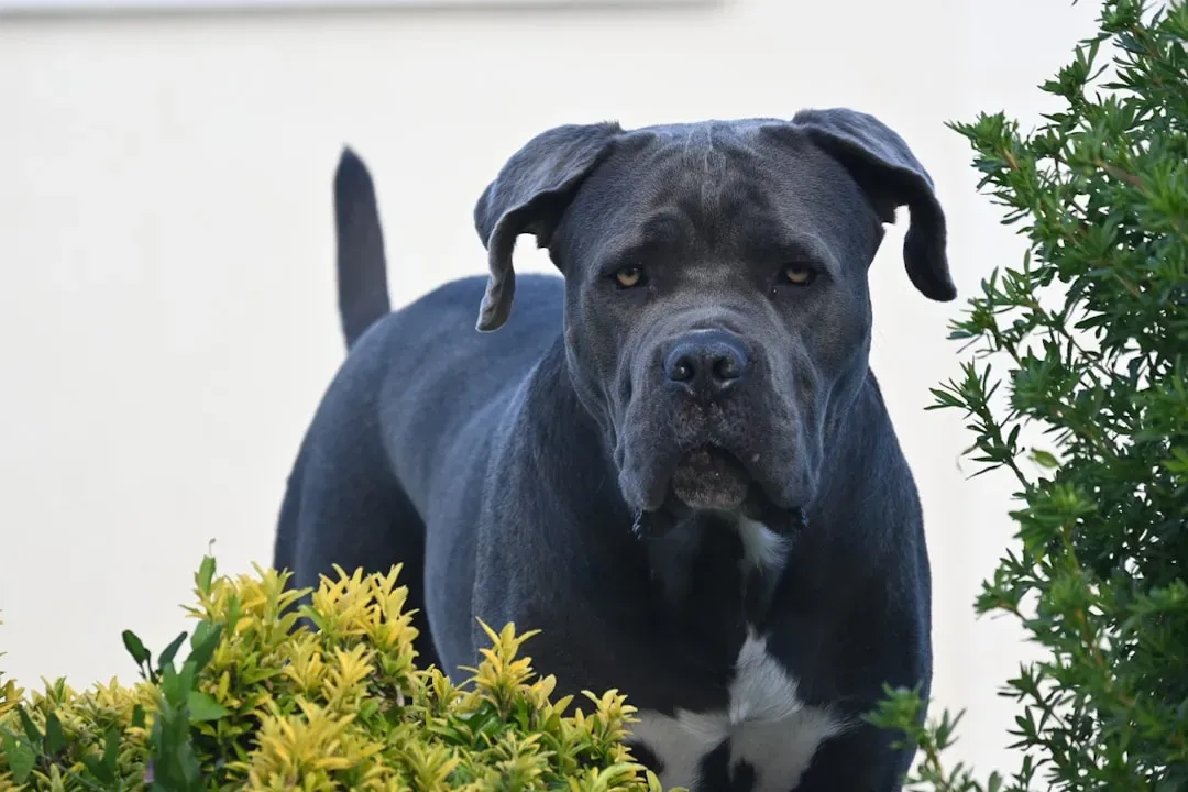 Cane Corso: The Imposing Guardian (Image Credits: Unsplash)