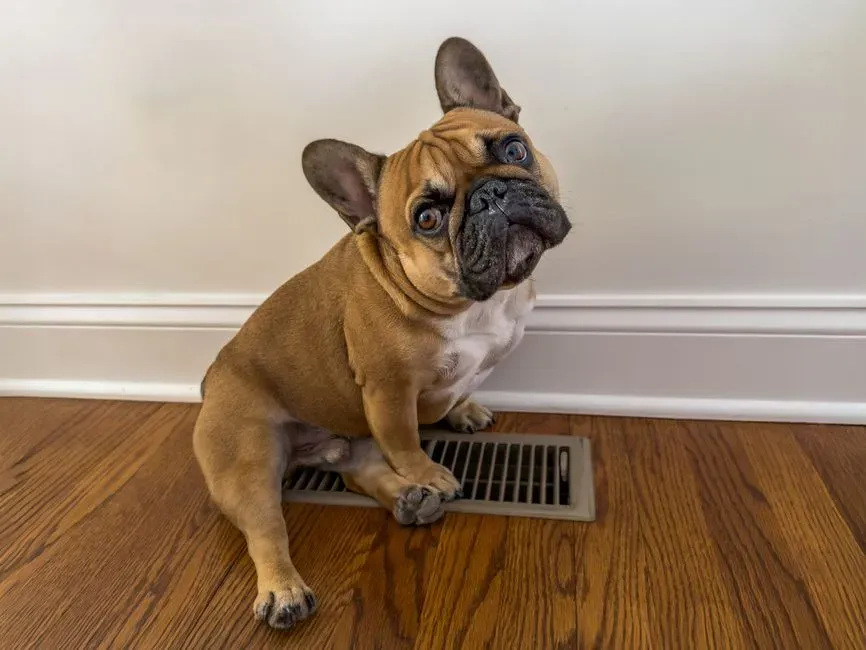 3. Their Internal Thermostat Is Surprisingly Sensitive (Image Credits: Pexels)