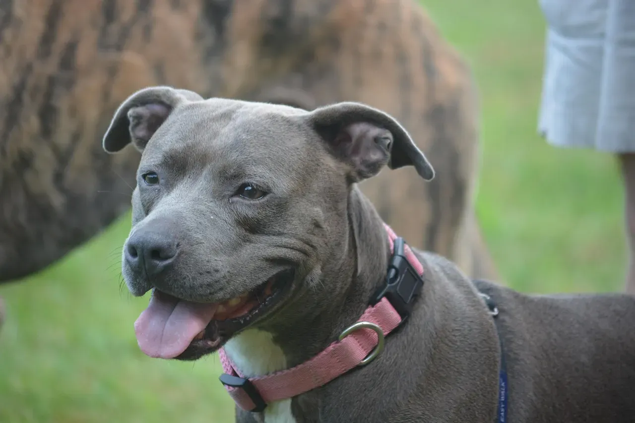 1. Pit Bull Terrier (Image Credits: Pixabay)