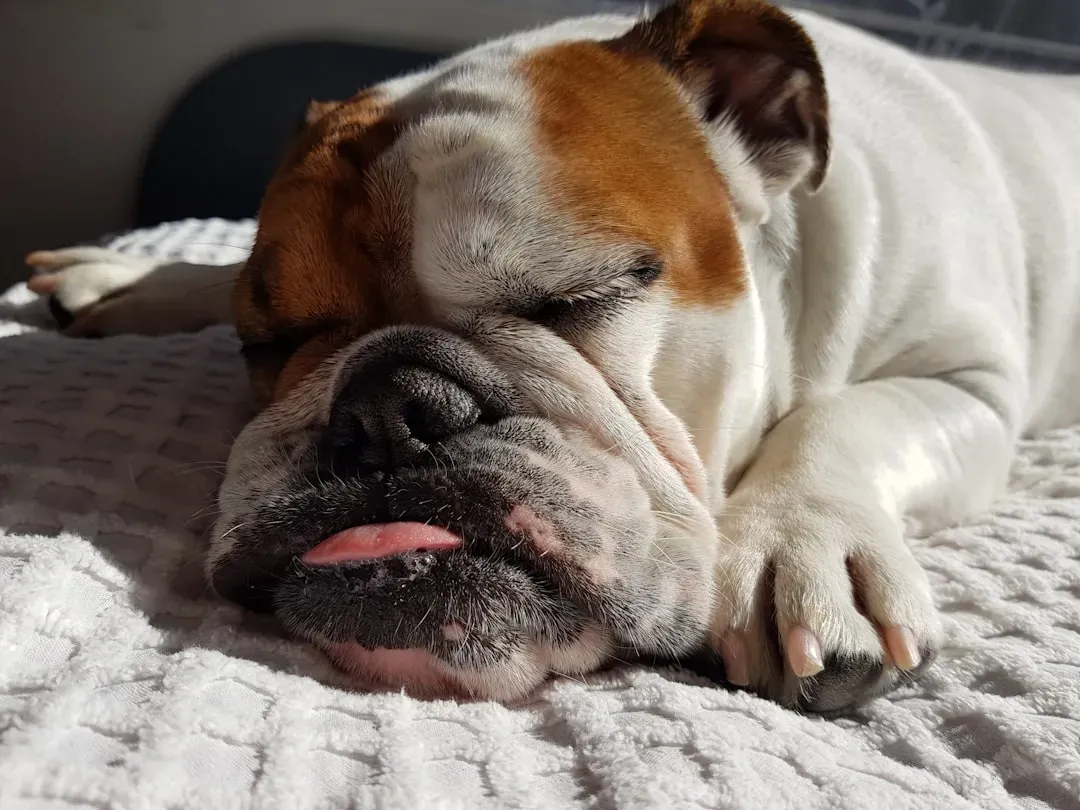 Taurus – The Steadfast Comfort Lover: Bulldog (Image Credits: Unsplash)