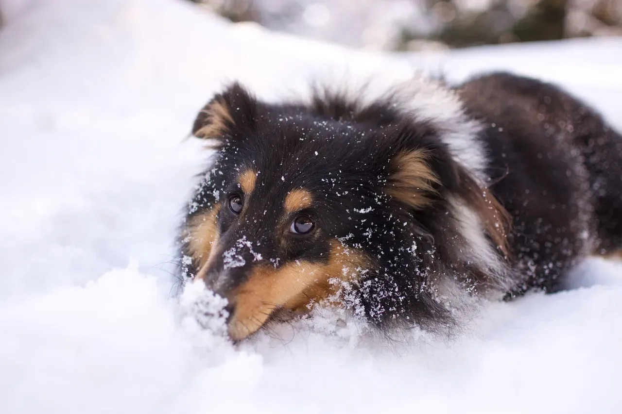 Does Your Dog Actually Enjoy the Snow? (Image Credits: Pixabay)