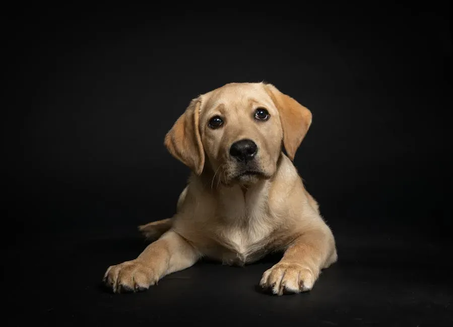 2. Labrador Retriever: Loyal, Playful, and Forgiving (Image Credits: Pexels)
