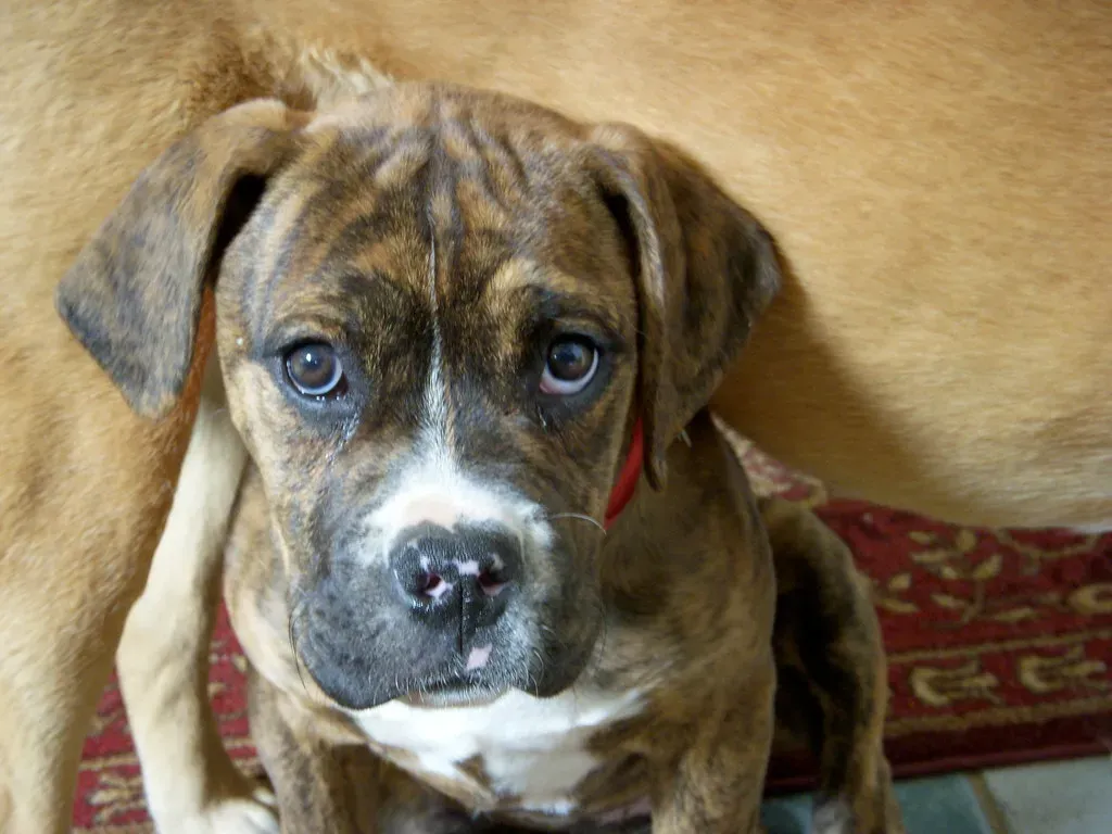 Sign #4: They Seek You Out and Lean In (daisyelaine, Flickr, CC BY 2.0)