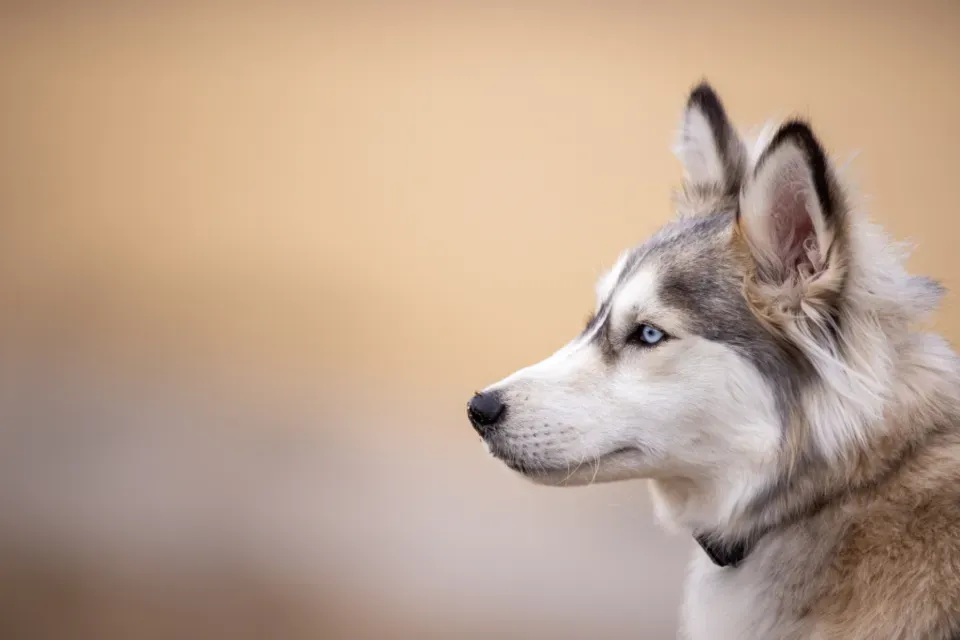 #4. Aquarius - The Unconventional Owner This Dog Deserves (Image Credits: Stocksnap)