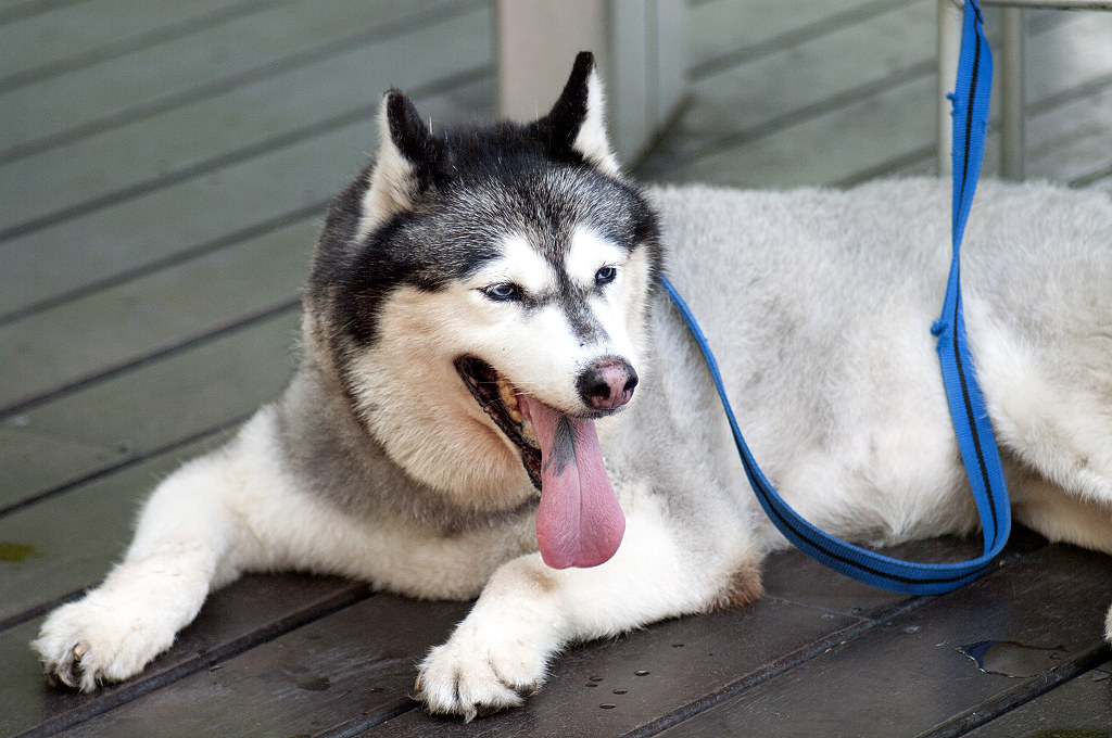 Conclusion: Your Cosmic Canine Connection (Image Credits: Flickr)