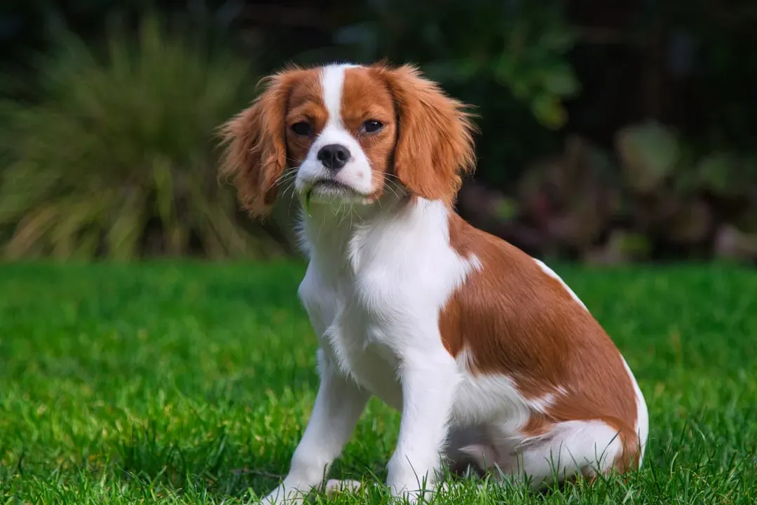 #7: Cavalier King Charles Spaniel - Bred for Laps, Not Loud Voices (Image Credits: Unsplash)