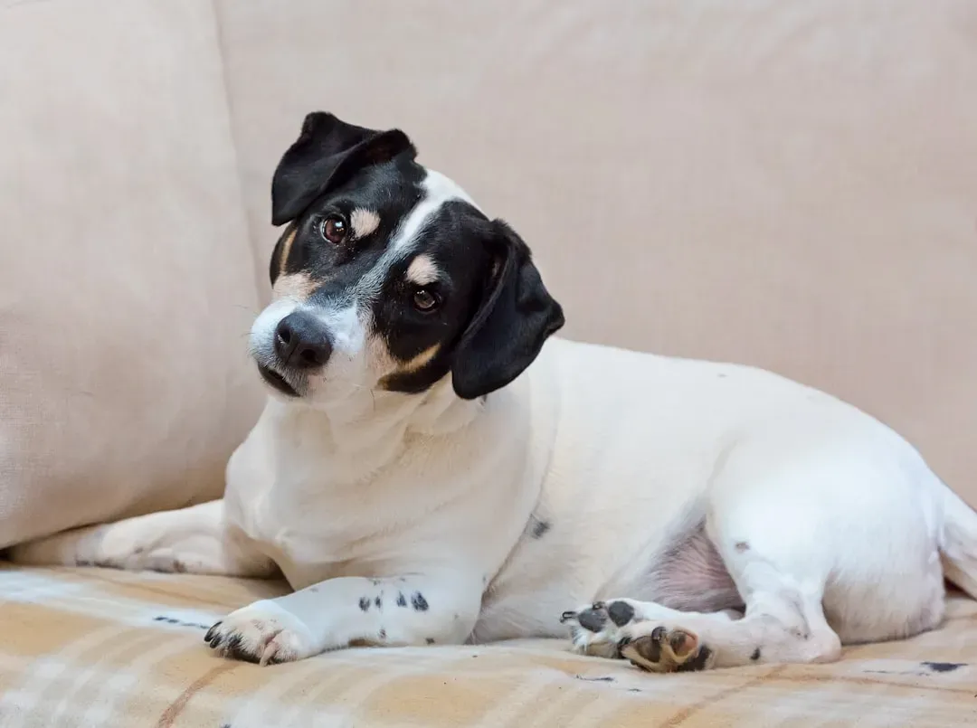 Your Dog Is Literally Trying to See Your Face More Clearly (Image Credits: Unsplash)