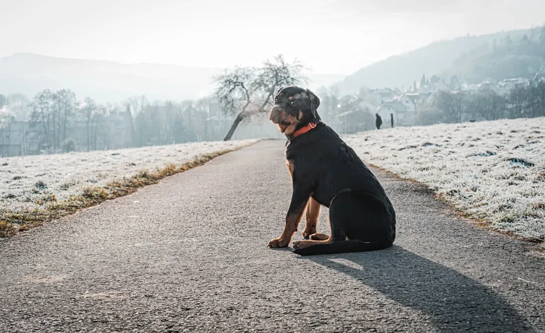 5. Never Turn Your Back on the Dog (Image Credits: Unsplash)