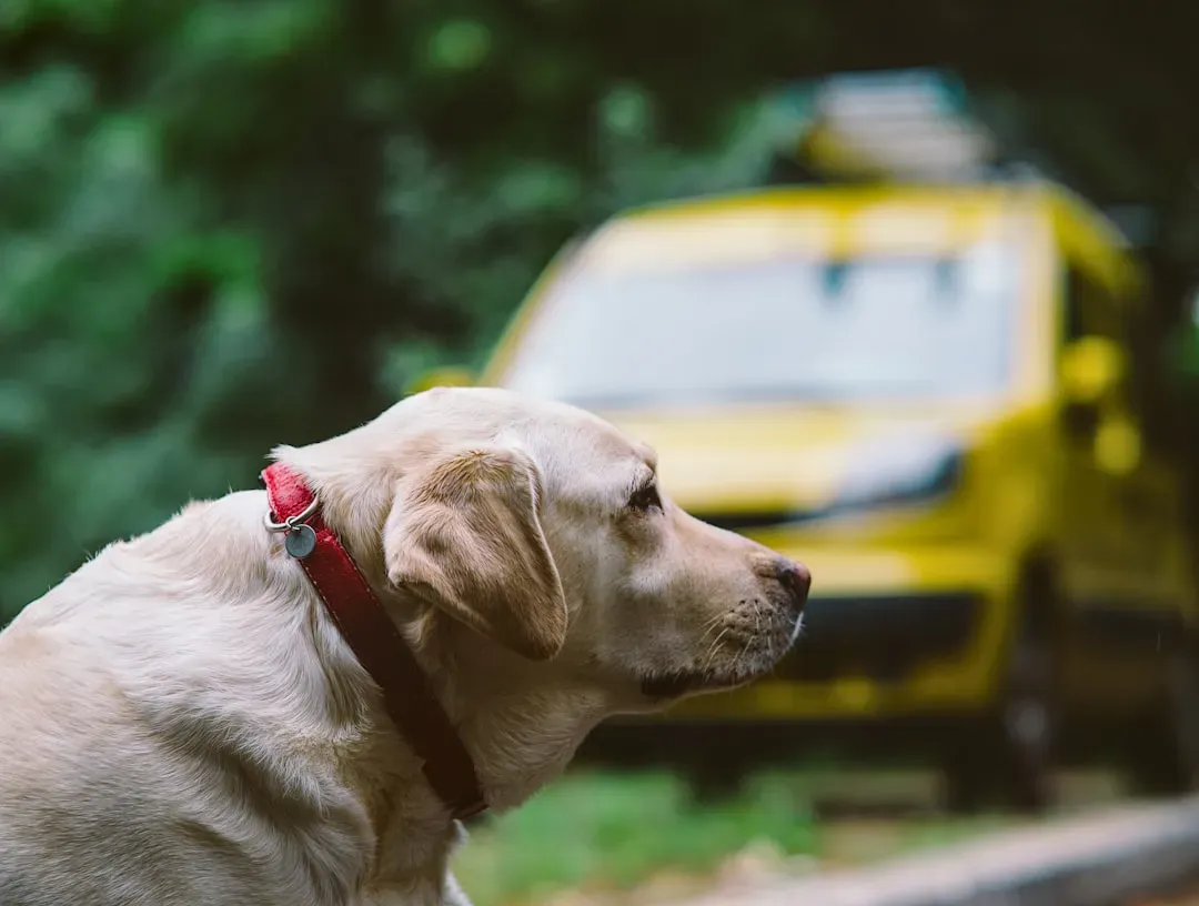 #22 - You Buy Cars Based on "Lab Legroom," Not MPG (Image Credits: Unsplash)