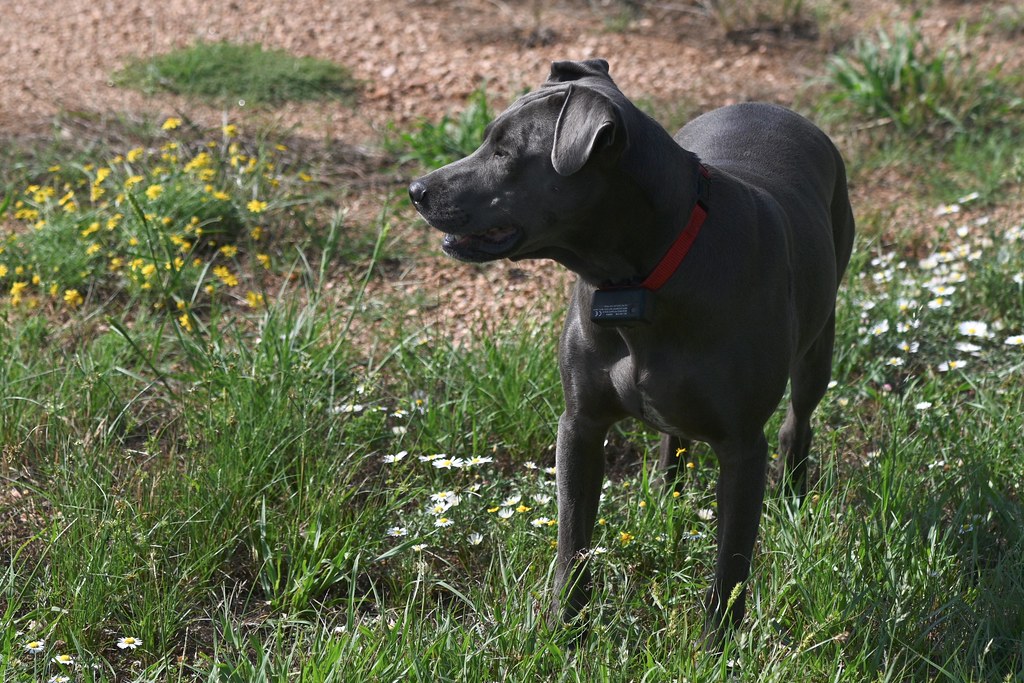 The Blue Lacy: Texas Born and Bred (Image Credits: Flickr)