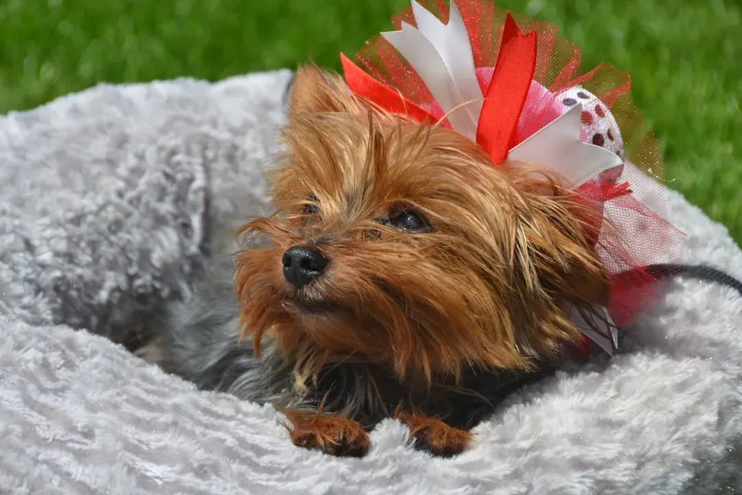 Conclusion: Celebrating Safely Together (Image Credits: Unsplash)