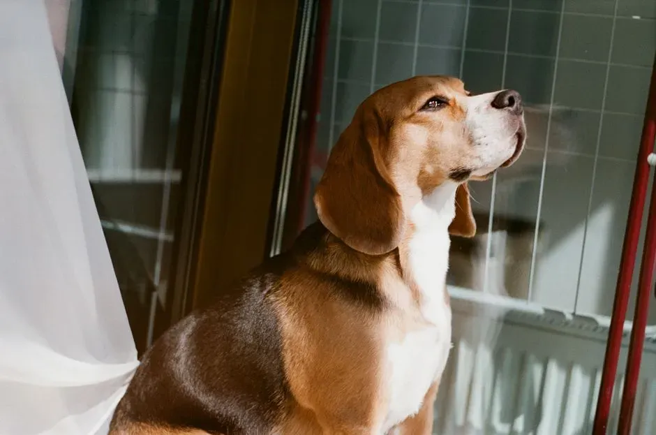 Tracking Scents on the Breeze (Image Credits: Pexels)