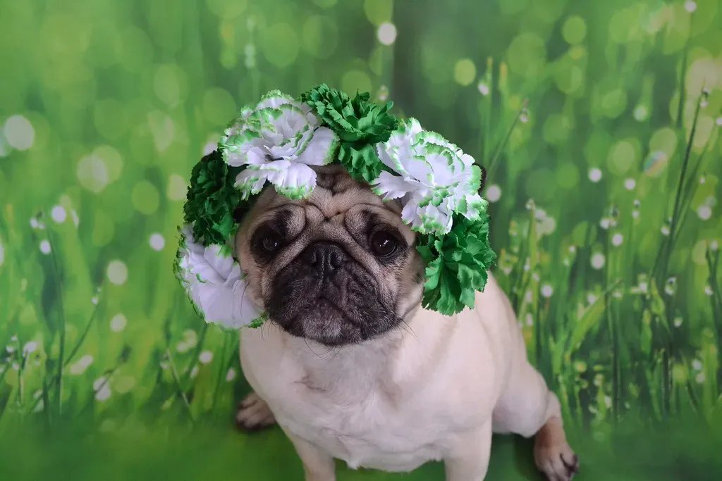 4. The Pug: The World's Most Expressive Philosopher in a Wrinkly Suit (DaPuglet, Flickr, CC BY-SA 2.0)