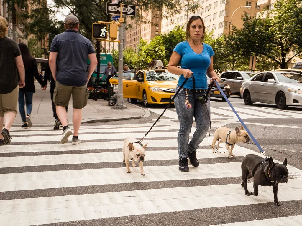 French Bulldog (Image Credits: Flickr)