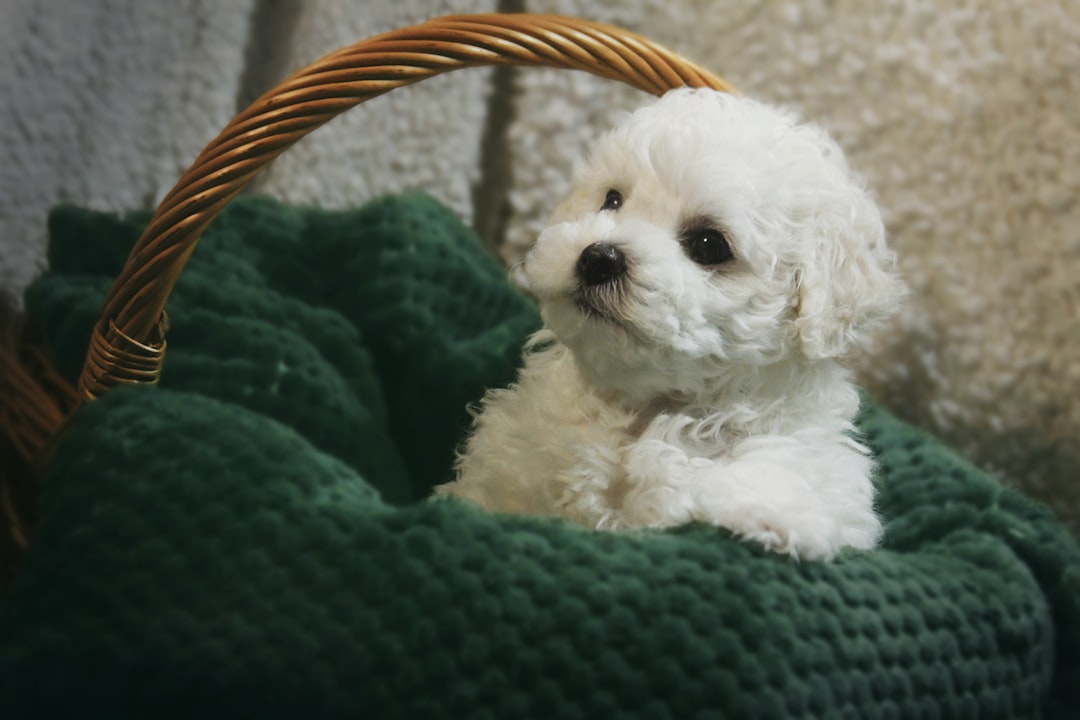 Bichon Frise - The Hypoallergenic Joy (Image Credits: Unsplash)