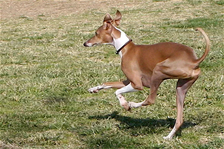 16. Italian Greyhound – Tiny, Delicate, but Heat-Competent (Randy Son Of Robert, Flickr, CC BY 2.0)
