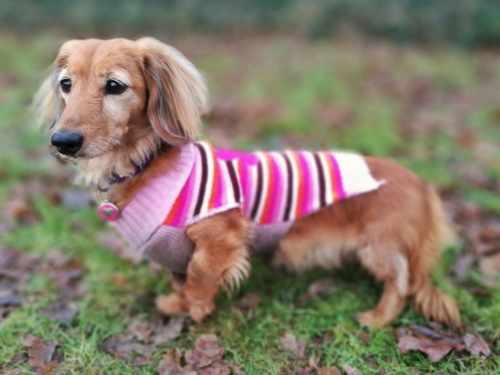 Dachshund: Long Bodies, Short Cold Tolerance (Image Credits: Flickr)