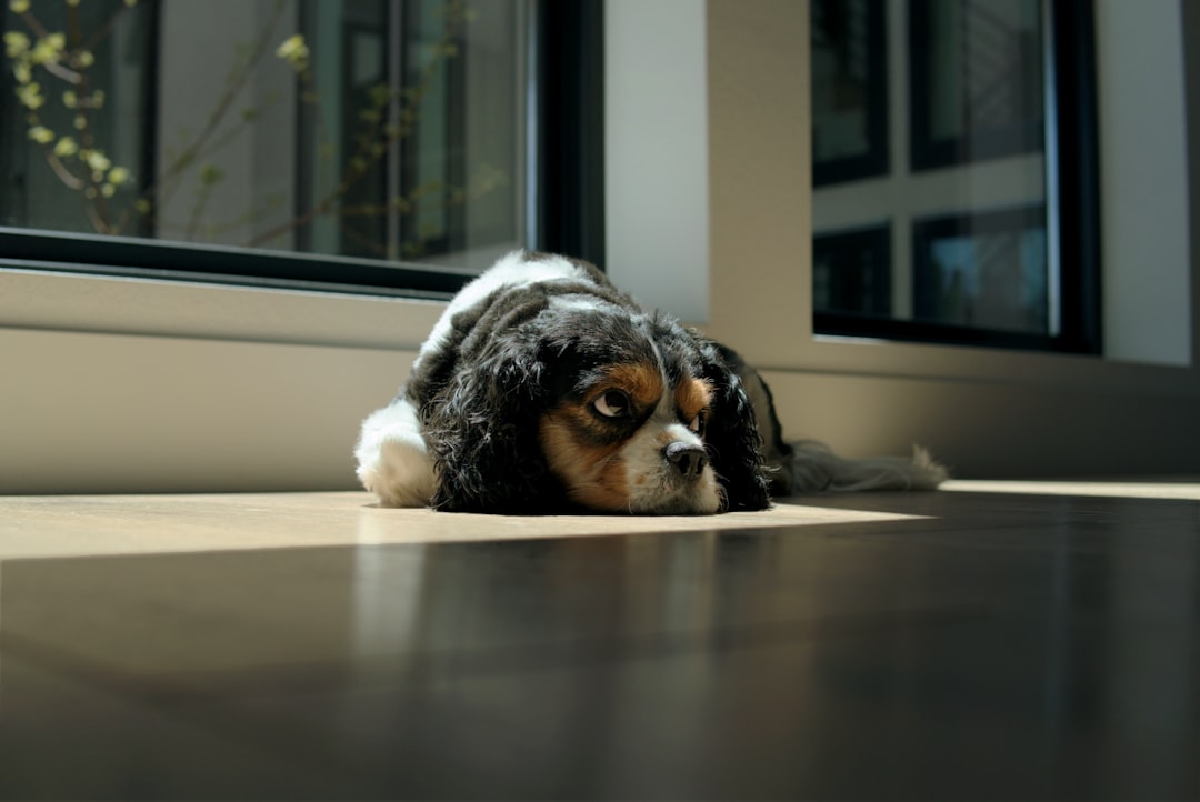 The Science Behind Canine Stress and Its Physical Impact (Image Credits: Unsplash)