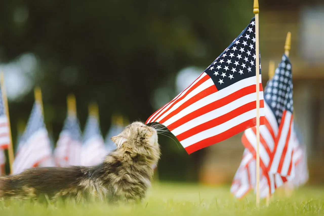 The Bottom Line: Matching the Cat to the Life You Actually Live (Image Credits: Pixabay)