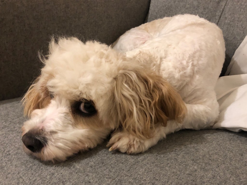 Recognizing When Your Dog Needs Space (Image Credits: Flickr)