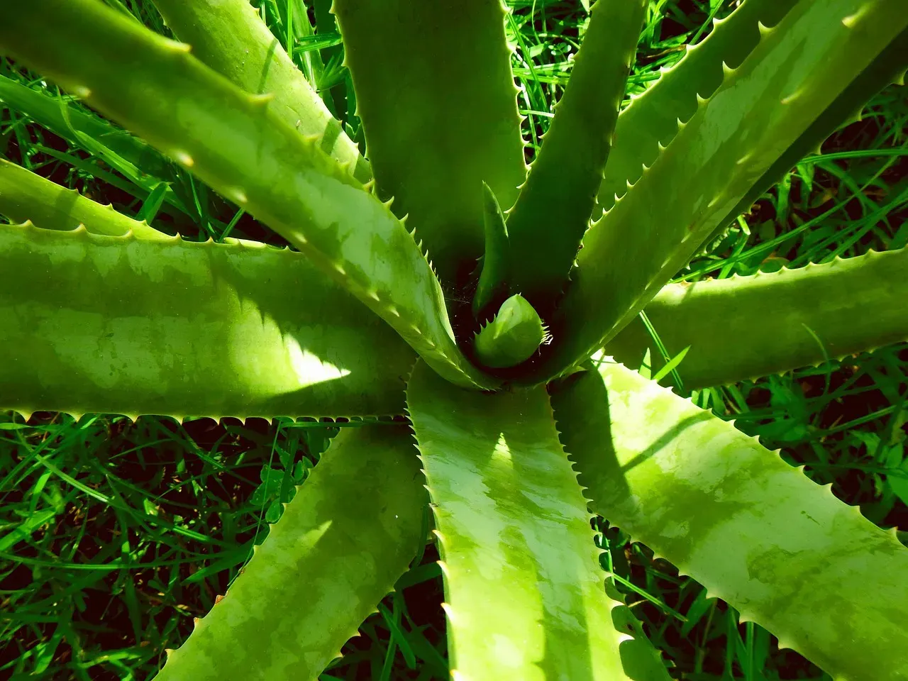 2. Aloe Vera: Healing for Humans, Harmful for Dogs (Image Credits: Pixabay)