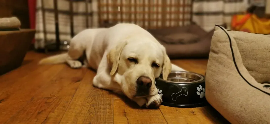 11. Labrador Retriever: The Dog Who Would Eat the Bowl Itself (Image Credits: Unsplash)