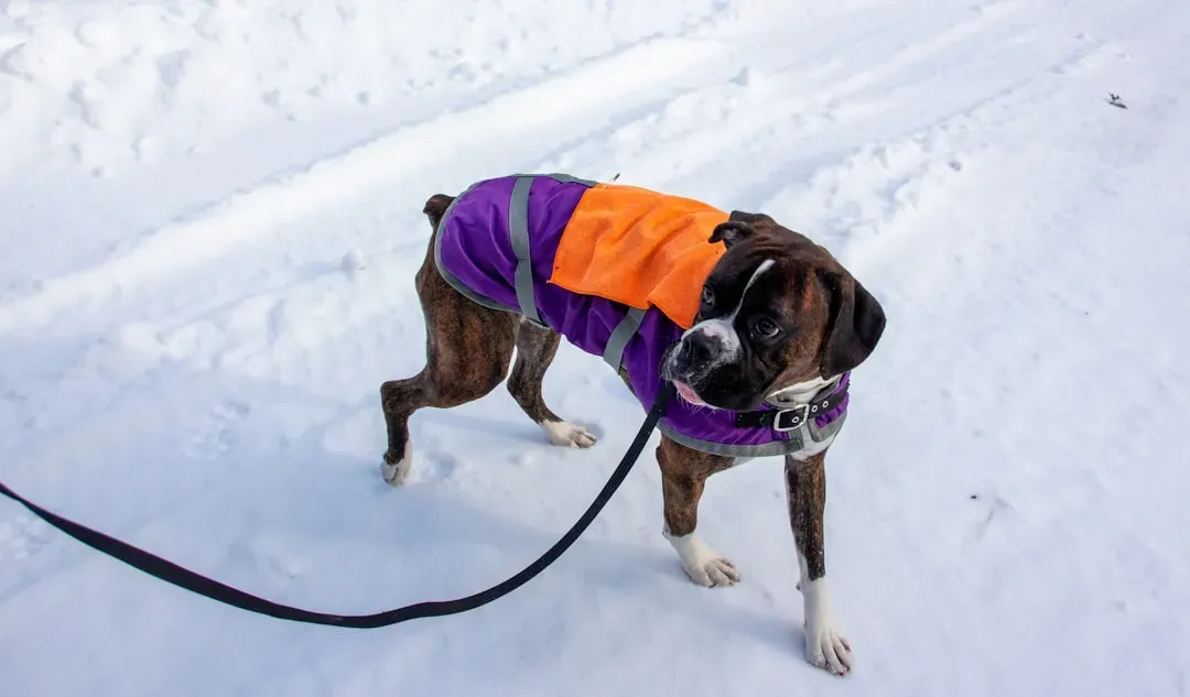 7. Boxer – Active Dog, Modest Coat (Image Credits: Unsplash)