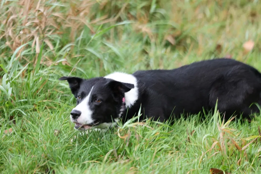 4. Border Collie: The Sensitive Genius (Image Credits: Unsplash)