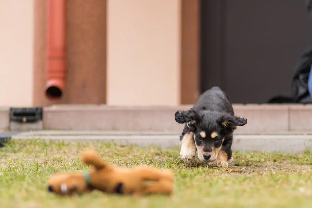 Your Dog Thinks That Toy Is a Treasure Worth Protecting (Image Credits: Unsplash)