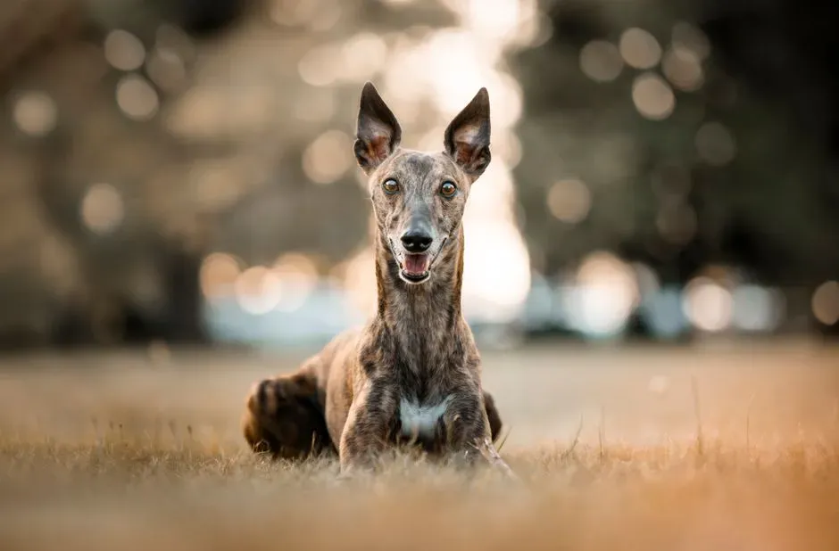 Greyhound (Image Credits: Pexels)