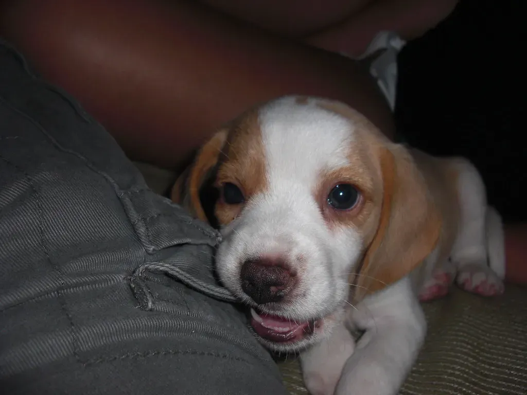 2. Beagle: The Nose-Led Nibbler (Image Credits: Flickr)
