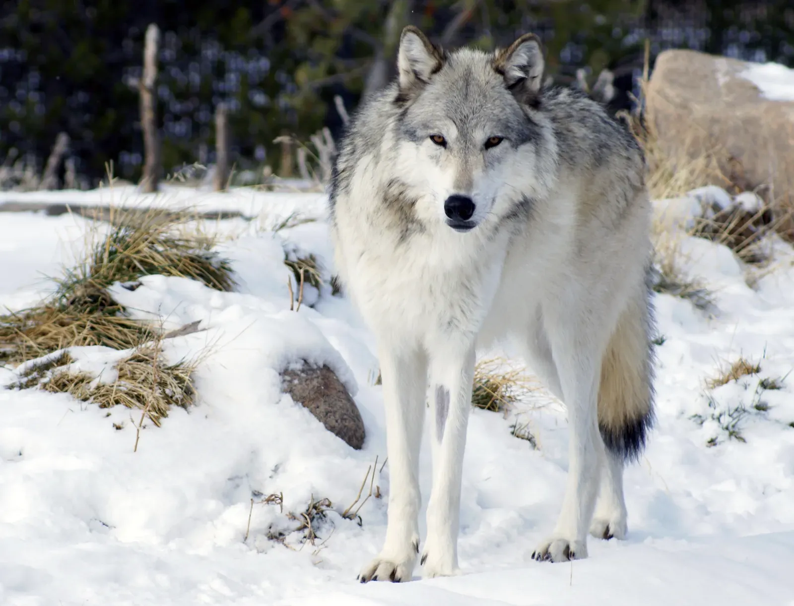 6. Ignoring Warning Signals In Wolf Body Language (Standing Wolf, CC BY 2.0)