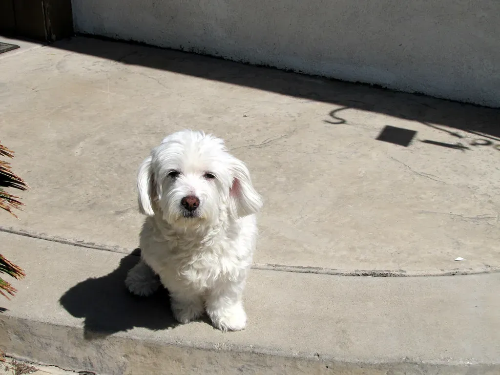 They Follow You Everywhere (Image Credits: Flickr)