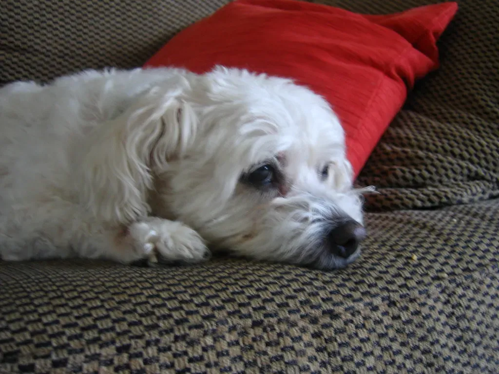 Bichon Frise: The Cheerful, Non-Shedding Companion (Image Credits: Flickr)